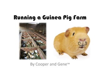 Running a Guinea Pig Farm




     By Cooper and Gene™
 