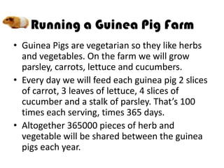 • Guinea Pigs are vegetarian so they like herbs
  and vegetables. On the farm we will grow
  parsley, carrots, lettuce and cucumbers.
• Every day we will feed each guinea pig 2 slices
  of carrot, 3 leaves of lettuce, 4 slices of
  cucumber and a stalk of parsley. That’s 100
  times each serving, times 365 days.
• Altogether 365000 pieces of herb and
  vegetable will be shared between the guinea
  pigs each year.
 