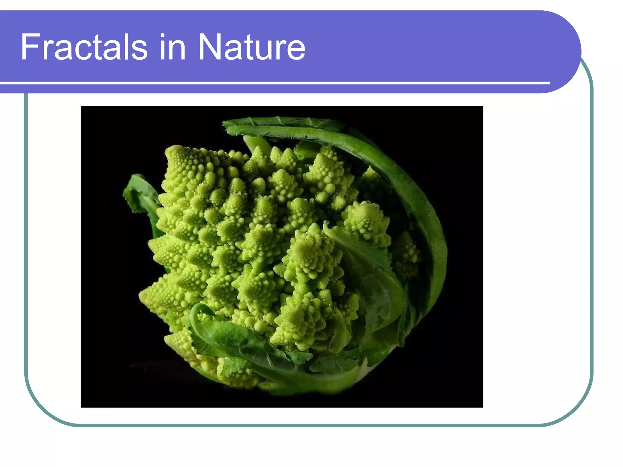 Fractals in Nature 