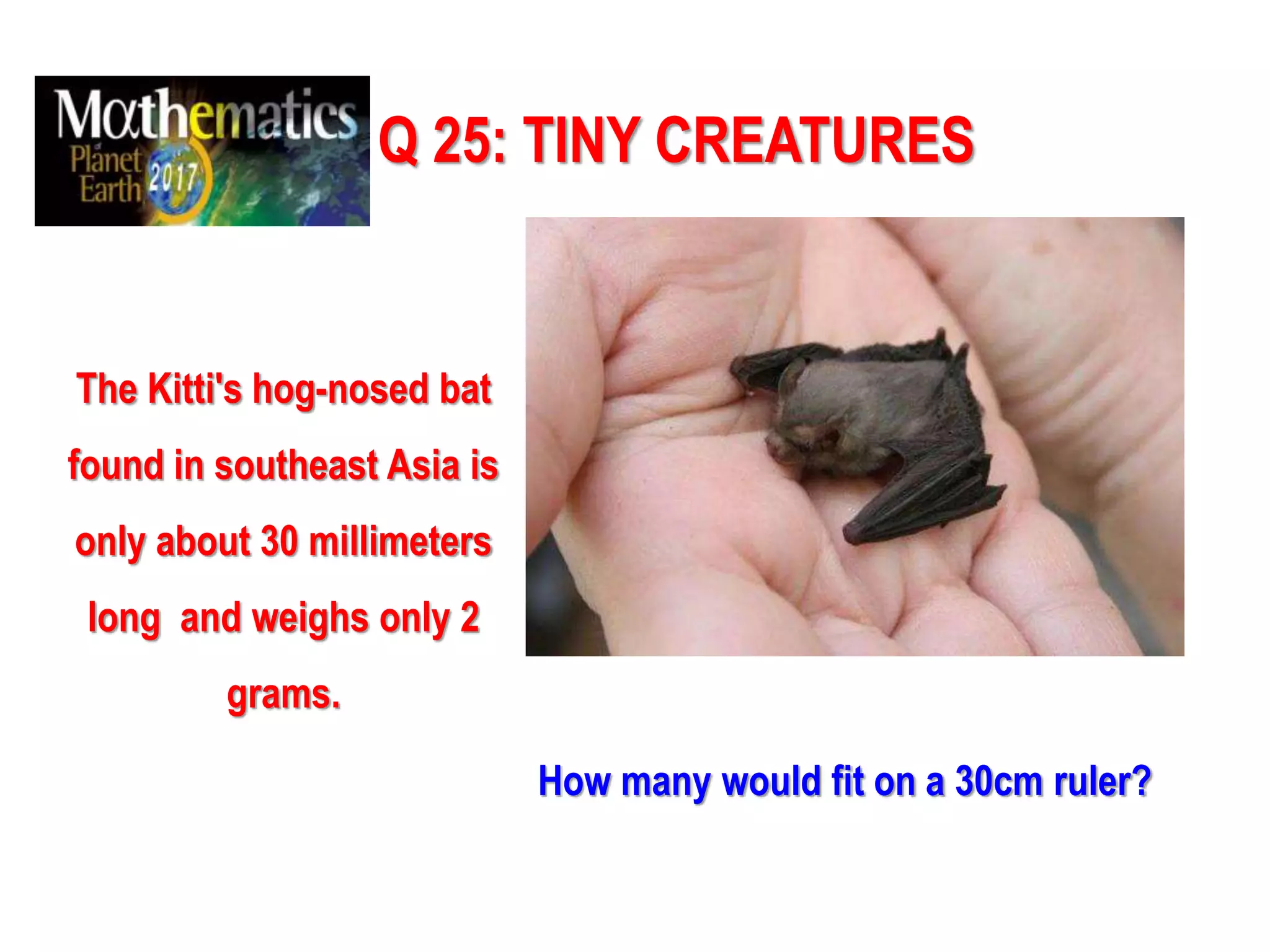 Q 25: TINY CREATURES
The Kitti's hog-nosed bat
found in southeast Asia is
only about 30 millimeters
long and weighs only 2
grams.
How many would fit on a 30cm ruler?
 