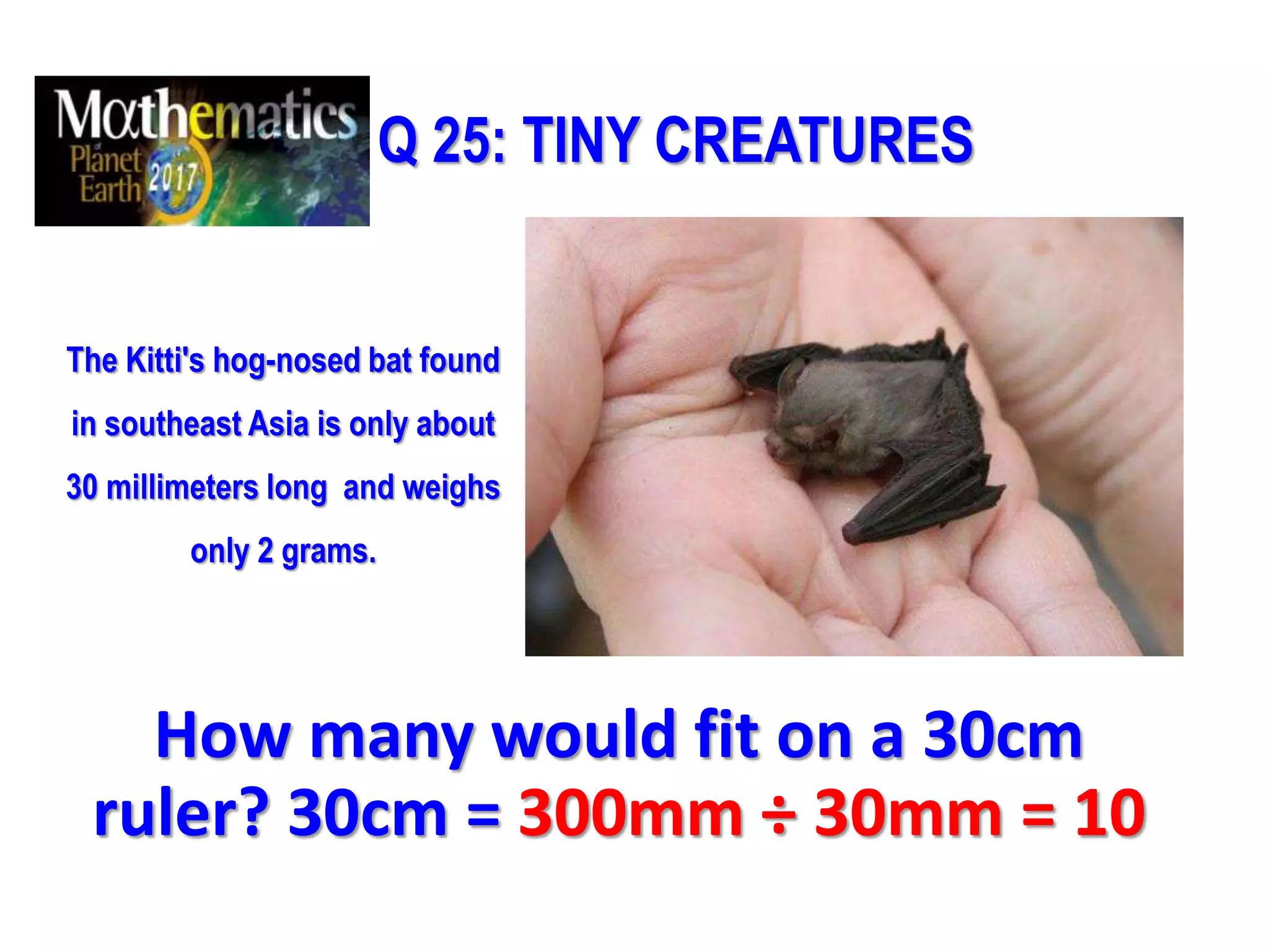 Q 25: TINY CREATURES
The Kitti's hog-nosed bat found
in southeast Asia is only about
30 millimeters long and weighs
only 2 grams.
How many would fit on a 30cm
ruler? 30cm = 300mm ÷ 30mm = 10
 