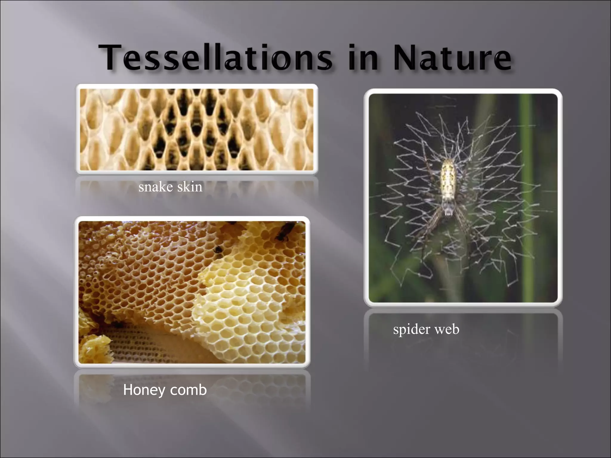 snake skin 
spider web 
Honey comb 
 