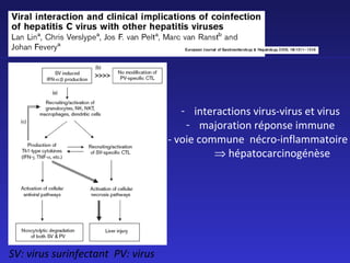 - interactions virus-virus et virus
- majoration réponse immune
- voie commune nécro-inflammatoire
⇒ hépatocarcinogénèse

SV: virus surinfectant PV: virus

 