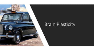 Brain Plasticity
 