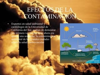 EFECTOS DE LA CONTAMINACION Expertos en salud ambiental y cardiólogos de la Universidad de California del Sur, acaban de demostrar por primera vez lo que hasta ahora era apenas una sospecha: la contaminación ambiental de las grandes   ciudades afecta la salud cardiovascular 