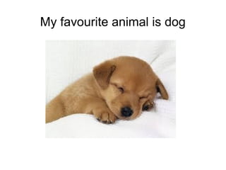 My favourite animal is dog
 