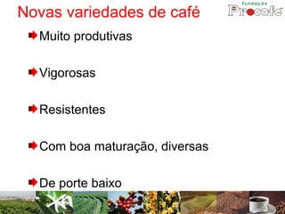 Novas variedades de café
  Muito produtivas

  Vigorosas

  Resistentes

  Com boa maturação, diversas

  De porte baixo
 