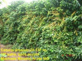 Catucai amarelo 24-137 na
10ª safra, após decote
Machado Mineiro, Norte MG
 