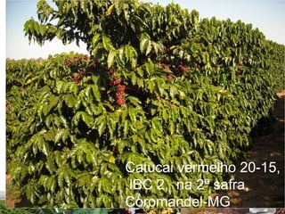 Catucai vermelho 20-15,
IBC 2, na 2ª safra,
Coromandel-MG
 