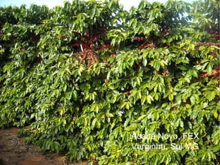 Acauã Novo, FEX
Varginha, Sul MG
 