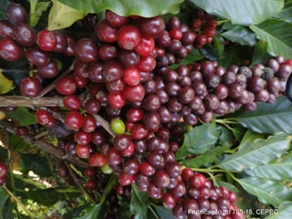 Detalhe frutificação do
         Catucai 785-15, CEPEC
Frutificação do 785-15, CEPEC
 