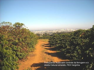 Na Fex esquerda Acaiá sem controle daAcaiá e à direita
     À Varginha, à esquerda cafeeiros ferrugem e à
Catucai amarelo
     direita Catucai amarelo, FEX Varginha
 