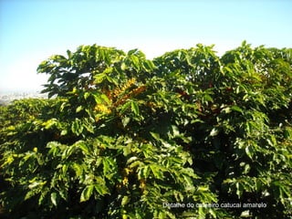 Detalhe de cafeeiros Catucai amarelo sem controle da
ferrugem, Fex Varginhado cafeeiro catucai amarelo
               Detalhe
 