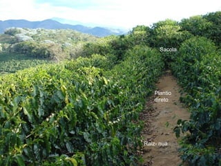 Sacola




   Plantio
   direto




Raiz- nua
 