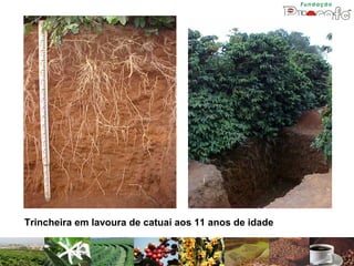 Trincheira em lavoura de catuai aos 11 anos de idade
 