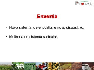 Enxertia
• Novo sistema, de encostia, e novo dispositivo.

• Melhoria no sistema radicular.
 