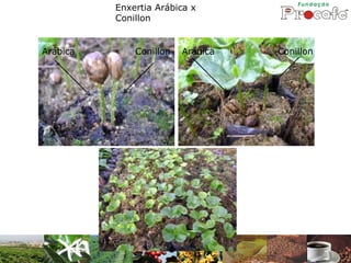 Enxertia Arábica x
          Conillon


Arábica       Conillon   Arábica   Conillon
 