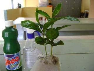 Enxertia Arábica x Conillon

Arábica       Conillon   Arábica        Conillon
 