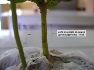 Corte de ambos os caules
aproximadamente 1,0 cm
 