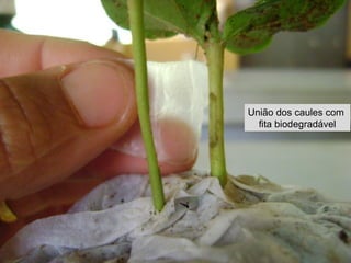 União dos caules com
  fita biodegradável
 