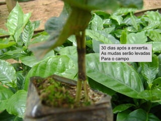 30 dias após a enxertia.
As mudas serão levadas
Para o campo
 