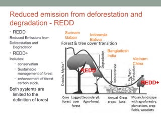 Reduced emission from deforestation and
degradation - REDD
• REDD                       Surinam
                          ...