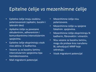 Matične ćelije karcinoma | PPTX