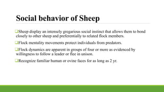 Human Flocking Behavior Mating and social behaviors of different species | PPTX