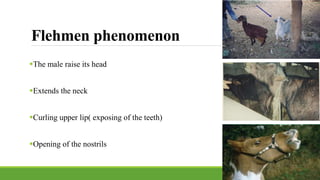 Flemen Mating and social behaviors of different species | PPTX