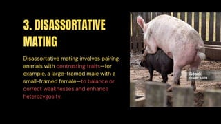 Mating Example Mating Systems in Animal Breeding - Animal Physiology and Anatomy | PDF