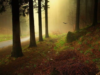 Matins _visuels_calins_émotionnels