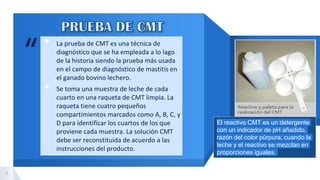 “
▸ La prueba de CMT es una técnica de
diagnóstico que se ha empleada a lo lago
de la historia siendo la prueba más usada
en el campo de diagnóstico de mastitis en
el ganado bovino lechero.
▸ Se toma una muestra de leche de cada
cuarto en una raqueta de CMT limpia. La
raqueta tiene cuatro pequeños
compartimientos marcados como A, B, C, y
D para identificar los cuartos de los que
proviene cada muestra. La solución CMT
debe ser reconstituida de acuerdo a las
instrucciones del producto.
7
El reactivo CMT es un detergente
con un indicador de pH añadido,
razón del color púrpura, cuando la
leche y el reactivo se mezclan en
proporciones iguales.
 