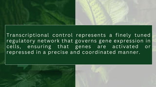 Transcriptional control represents a finely tuned
regulatory network that governs gene expression in
cells, ensuring that genes are activated or
repressed in a precise and coordinated manner.
 