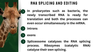 RNA Splicing and Editing
In prokaryotes such as bacteria, the
newly transcribed RNA is ready for
translation and both the processes can
even occur simultaneously in the mRNA.
introns
exons
Spliceosome catalyses the RNA splicing
process. Ribozymes (catalytic RNA)
catalyse their own splicing.
 