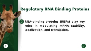 RNA-binding proteins (RBPs) play key
roles in modulating mRNA stability,
localization, and translation.
 