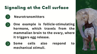 Neurotransmitters
One example is follicle-stimulating
hormone, which travels from the
mammalian brain to the ovary, where
it triggers egg release.
Some cells also respond to
mechanical stimuli.
 