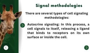 There are several types of cell signaling
methodologies:
Autocrine signaling: In this process, a
cell signals to itself, releasing a ligand
that binds to receptors on its own
surface or inside the cell.
 