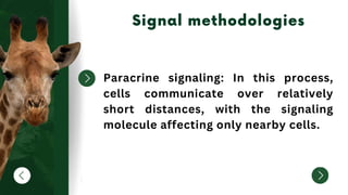 Paracrine signaling: In this process,
cells communicate over relatively
short distances, with the signaling
molecule affecting only nearby cells.
 