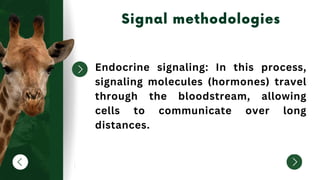 Endocrine signaling: In this process,
signaling molecules (hormones) travel
through the bloodstream, allowing
cells to communicate over long
distances.
 