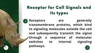 Receptors are generally
transmembrane proteins, which bind
to signaling molecules outside the cell
and subsequently transmit the signal
through a sequence of molecular
switches to internal signaling
pathways.
 