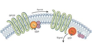 Matium_Cellbio-Cellcylesanditscheckpoints.pptx