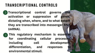 Transcriptional Controls
Transcriptional control governs the
activation or suppression of genes,
dictating when, where, and to what extent
they are transcribed into messenger RNA
(mRNA).
This regulatory mechanism is essential
for coordinating cellular processes,
including cell development,
differentiation, and responses to
environmental stimuli.
 