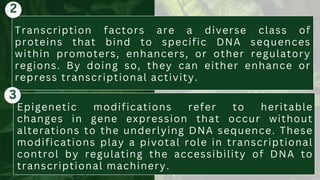 Transcription factors are a diverse class of
proteins that bind to specific DNA sequences
within promoters, enhancers, or other regulatory
regions. By doing so, they can either enhance or
repress transcriptional activity.
Epigenetic modifications refer to heritable
changes in gene expression that occur without
alterations to the underlying DNA sequence. These
modifications play a pivotal role in transcriptional
control by regulating the accessibility of DNA to
transcriptional machinery.
2
3
 