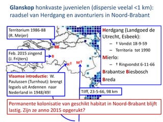 Belgische
Kempen ook
onbewoond
Glanskop honkvaste juvenielen (dispersie veelal <1 km):
raadsel van Herdgang en avonturiers...