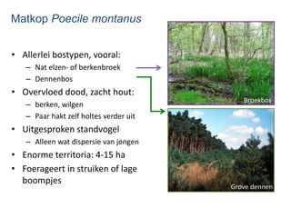 Matkop Poecile montanus
• Allerlei bostypen, vooral:
– Nat elzen- of berkenbroek
– Dennenbos
• Overvloed dood, zacht hout:...