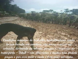 Condições mínimas de trabalho, trabalhadores ainda tocam boiada em comitiva, são meses e meses na estrada, dormindo ao relento, porque os impostos de transporte – Fetab – são altíssimos e muitos não podem pagar e por esse meio o custo é bem mais em conta. 