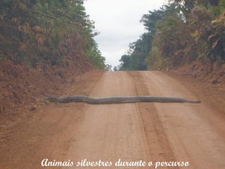 Animais silvestres durante o percurso 
