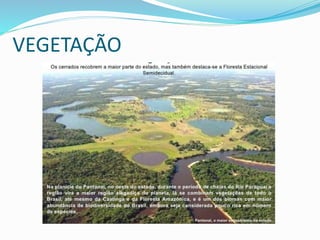 VEGETAÇÃO 
 