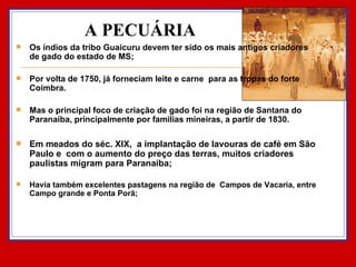 A PECUÁRIA Os índios da tribo Guaicuru devem ter sido os mais antigos criadores de gado do estado de MS; Por volta de 1750, já forneciam leite e carne  para as tropas do forte Coimbra.  Mas o principal foco de criação de gado foi na região de Santana do Paranaíba, principalmente por famílias mineiras, a partir de 1830.  Em meados do séc. XIX,  a implantação de lavouras de café em São Paulo e  com o aumento do preço das terras, muitos criadores paulistas migram para Paranaíba; Havia também excelentes pastagens na região de  Campos de Vacaria, entre Campo grande e Ponta Porã;  