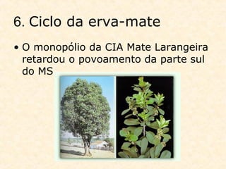 6. Ciclo da erva-mate
• O monopólio da CIA Mate Larangeira
retardou o povoamento da parte sul
do MS.
 